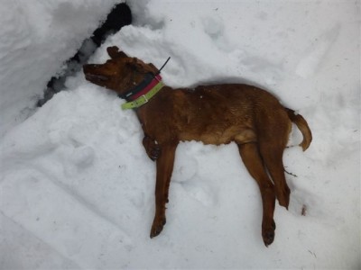 Clyde's Dan dog, solid as a rock