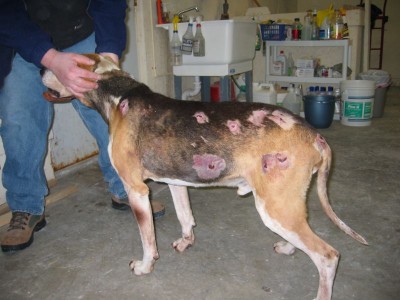 Rusty after lion attack