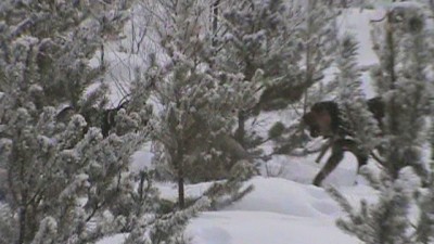 The coyote is hard to see in this picture