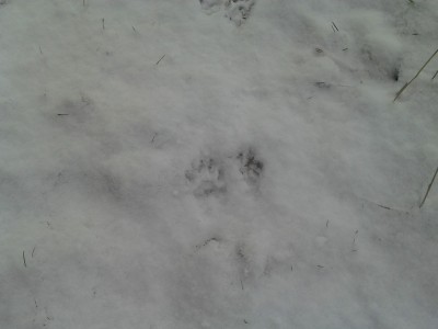 wolverinetrack.jpg