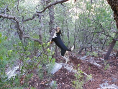 Jake treed on grey fox.jpg (405.52 KiB) Viewed 7518 times Jake treed on grey fox
