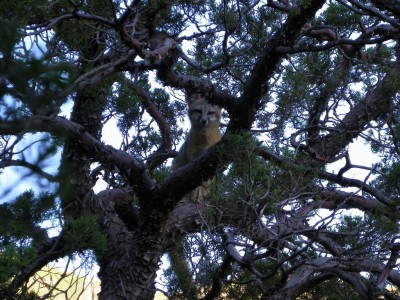 Grey fox.jpg (337.74 KiB) Viewed 7516 times Grey fox safe in his tree, for now...