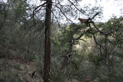 Jake, Lion and Tom Sr.jpg (311.53 KiB) Viewed 2662 times Jake treed on a male lion and the person in orange is my dad 74 and can still make it to a lion tree