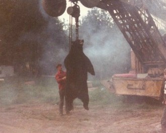bear.jpg