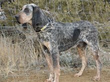 Gus resized.jpg