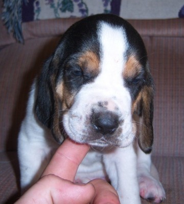 roberts male puppy.JPG (142.29 KiB) Viewed 3703 times and this little guy is what i got out of it
