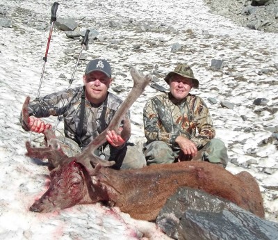 resized stag.jpg