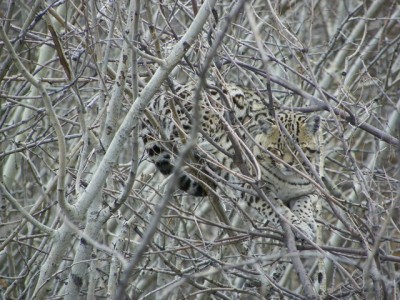 Camo Cat.JPG (141.15 KiB) Viewed 7331 times This shows how relaxed he was and how well he blends in.